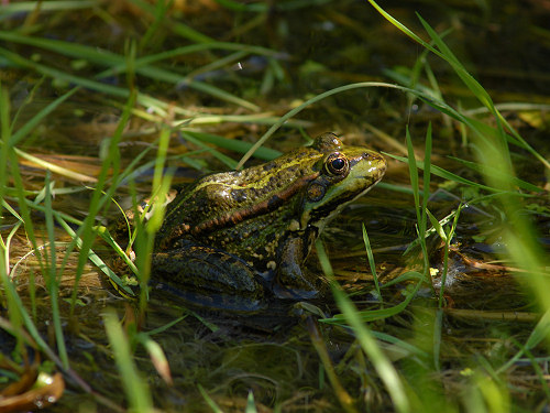 Pool Frog, Rana lessonae