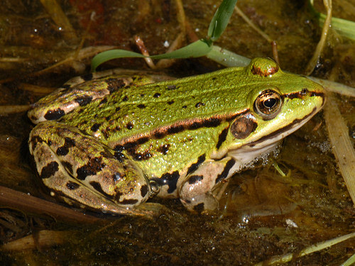 Pool Frog, Rana lessonae