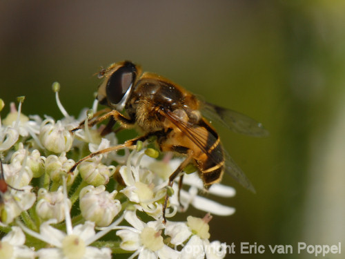 Hoverfly, Eristalis pertinax