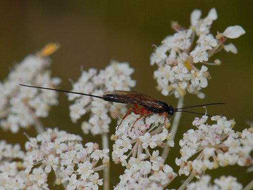 Wood Wasp, Xeris spectrum
