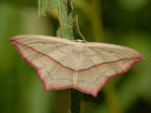 Blood-vein, Timandra comae