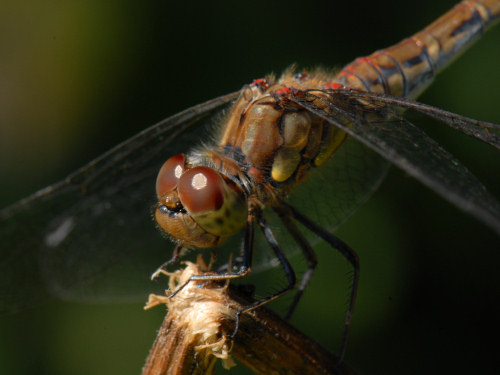 Common Darter, Sympetrum striolatum
