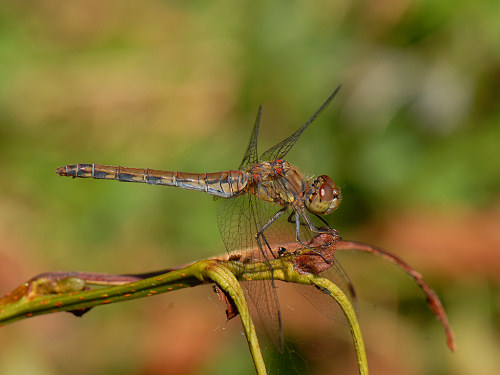 Common Darter, Sympetrum striolatum