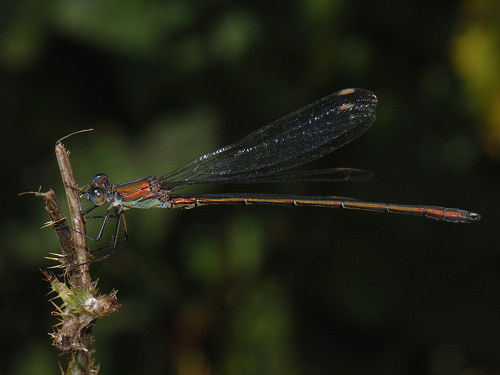 Willow Emerald Damselfly, Lestes viridis