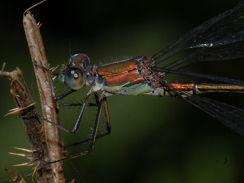 Willow Emerald Damselfly, Lestes viridis
