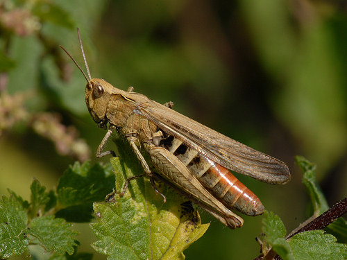 Common field grasshopper, Chorthippus brunneus