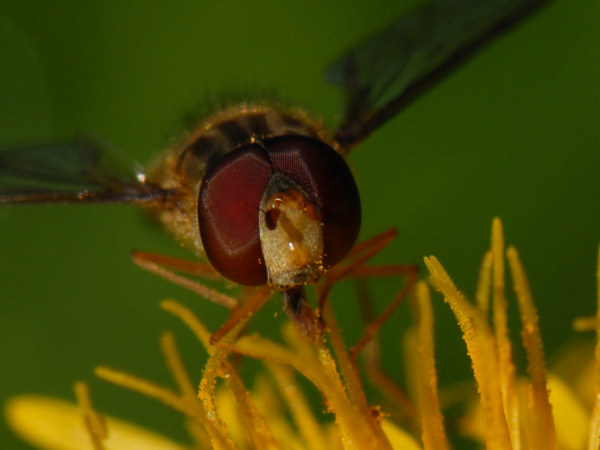 Hover Fly
