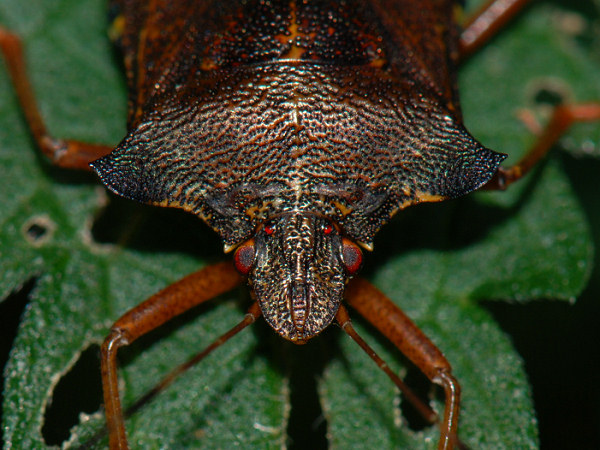 Forest Bug,Pentatoma rufipes