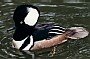 Hooded Merganser, Mergus cucullatus