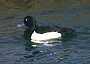Tufted Duck, Aythya fuligula
