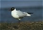 Blackheaded Gull, Larus ridibundes