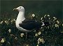 Lessser Blackbacked Gull, Larus fuscus