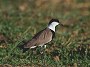 Spurwinged Plover, Vanellus spinosus
