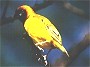 Northern Masked Weaver, Ploceus taeniopterus