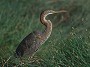 Purple Heron, Ardea purpurea