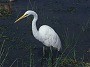 Great White Egret, Egretta alba