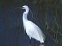 Little Egret, Egretta garzetta