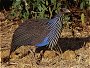 Vulturine Gineafowl, Acryllium vulturinum