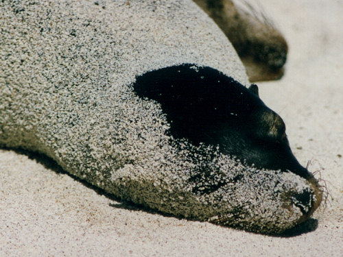 Gal�pagos Sea Lion, Zalophus californianus