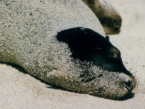 Galpagos Sea Lion, Zalophus californianus wollebaeki