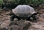 Giant Tortoise, Geochelone elephantopus