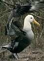 Waved Albatross, Diamedea irrarata