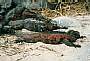 Marine Iguana, Amblyrhynchus cristatus