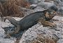 Gal�pagos Land Iguana, Conolophus subcristatus. NO LINK AVAILABLE
