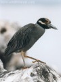 Yellowcrowned Night Heron, Nyctinassa violacea.