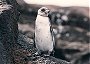 Gal�pagos Penguin, Spheniscus mendiculus
