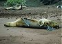Gal�pagos Sealion with Pup, Zalophus californianus