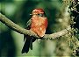 Vermilion Flycatcher, Pyrocephalus rubinus
