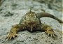 Gal�pagos Land Iguana, Conolophus subcristatus