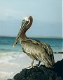 Brown Pelican, Pelecanus occidentalis