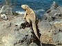 Galpagos Land Iguana, Conolophus subcristatus