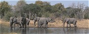 African Elephants, Chobe Botswana.