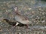 Crested Francolin, Francolinus sephaena