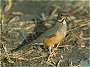 Kurrichane Thrush, Turdus libonyana