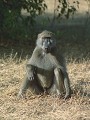 Baboon