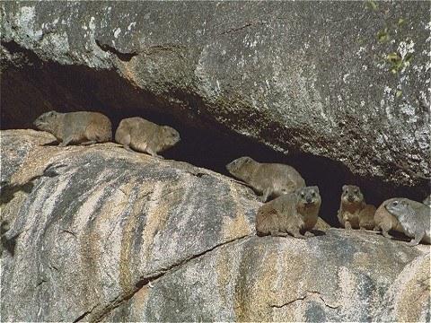 Rock Hyrax, Procavia capensis