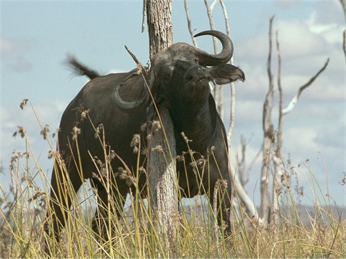 African Buffalo, Syncerus caffer