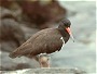 American Oystercatcher, Haematopus palliatus
