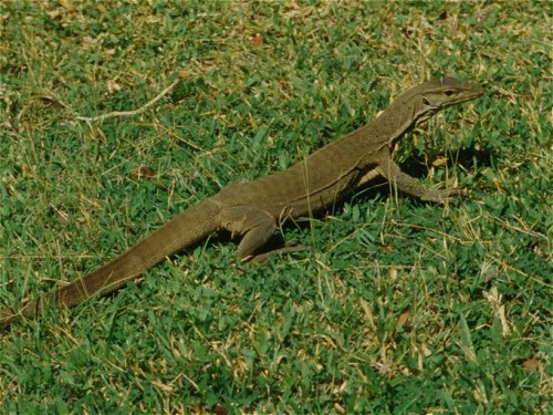 Monitor Lizzard, Sri Lanka