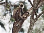 Sacred Langur, Presbytis entellus