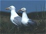 Herring Gulls, Larus argentatus