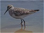 Curlew Sandpiper, Calidris ferruginea