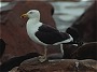 Kelp Gull, Larus dominicanus