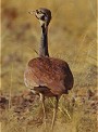 R�ppells Bustard, Eupodotis rueppellii