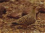 Namaqua Sandgrouse Pterocles namaqua