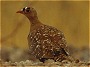 Doublebanded Sandgrouse, Pterocles bicinctus